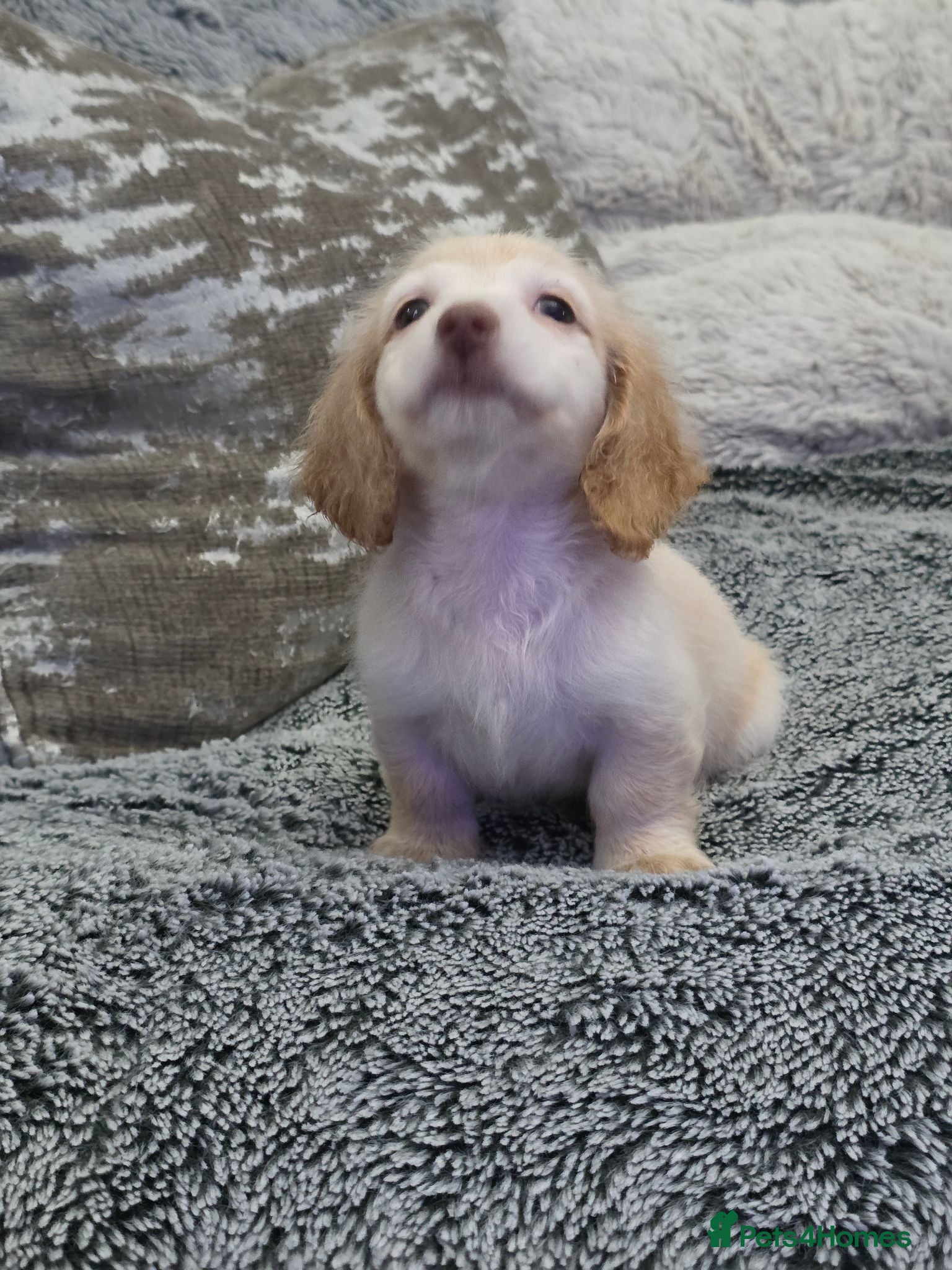 Miniature Dachshund dogs Cream male miniature Dachshund males - Advert 4