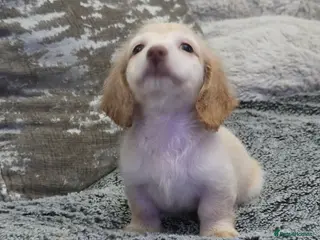 Miniature Dachshund dogs Cream male miniature Dachshund males - Advert 4