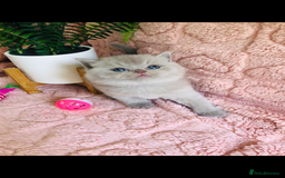 British Shorthair cats for sale: GCCF British shorthair kittens for Sale - Image 6