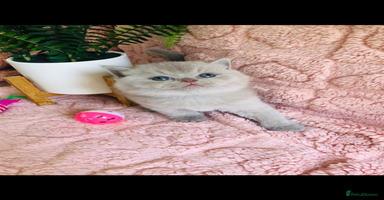 British Shorthair cats - Advert 9