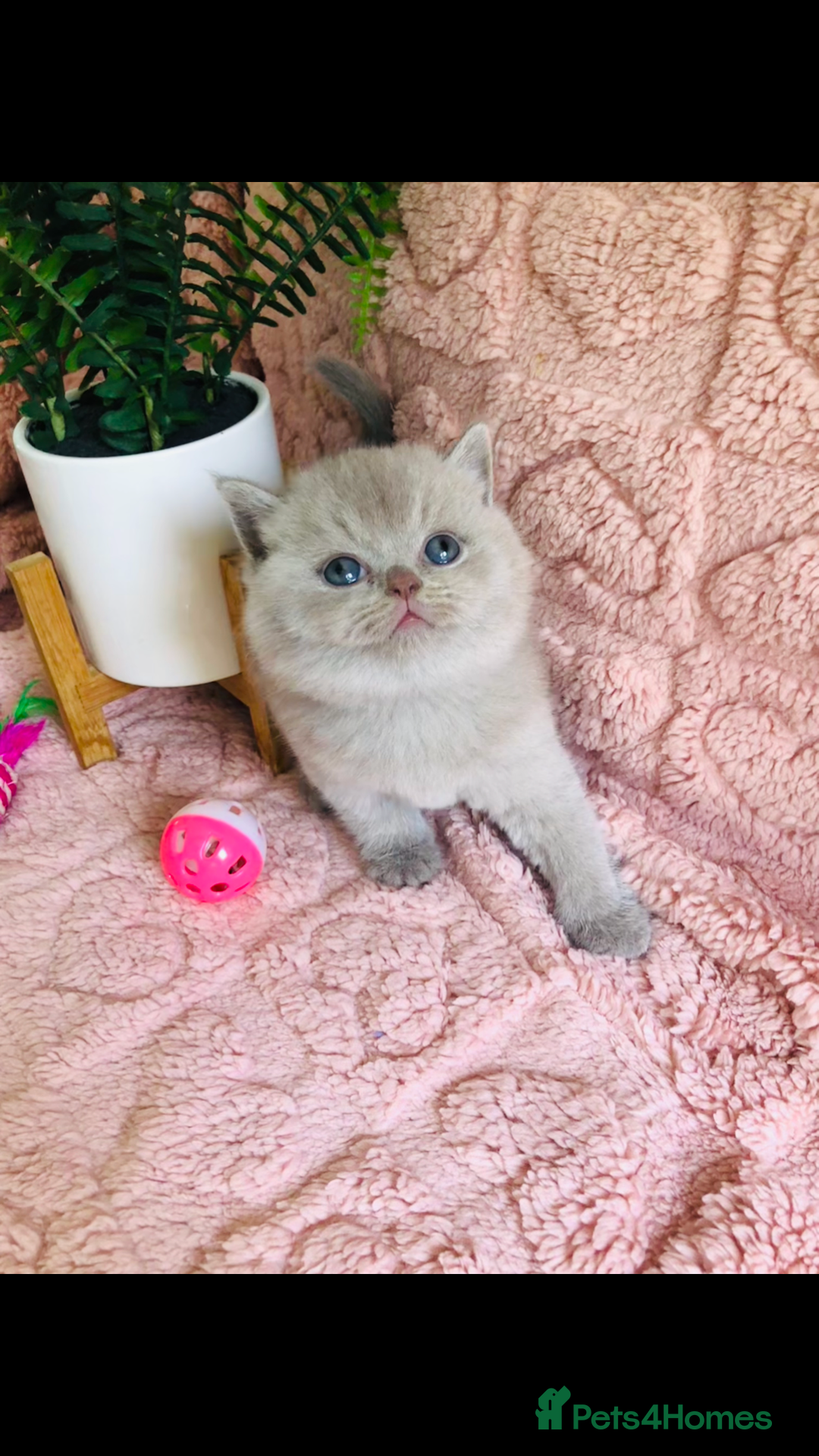British Shorthair cats for sale: GCCF British shorthair kittens for Sale - Image 6