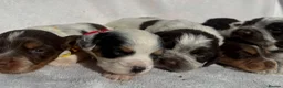 Cocker Spaniel dogs for sale: Bred From Extensively Health Tested Parents - Advert 10