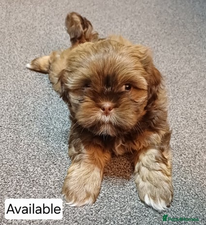 Shih Tzu dogs Karashishi half Imperial Shih Tzu Puppies 🐶 - Advert 1