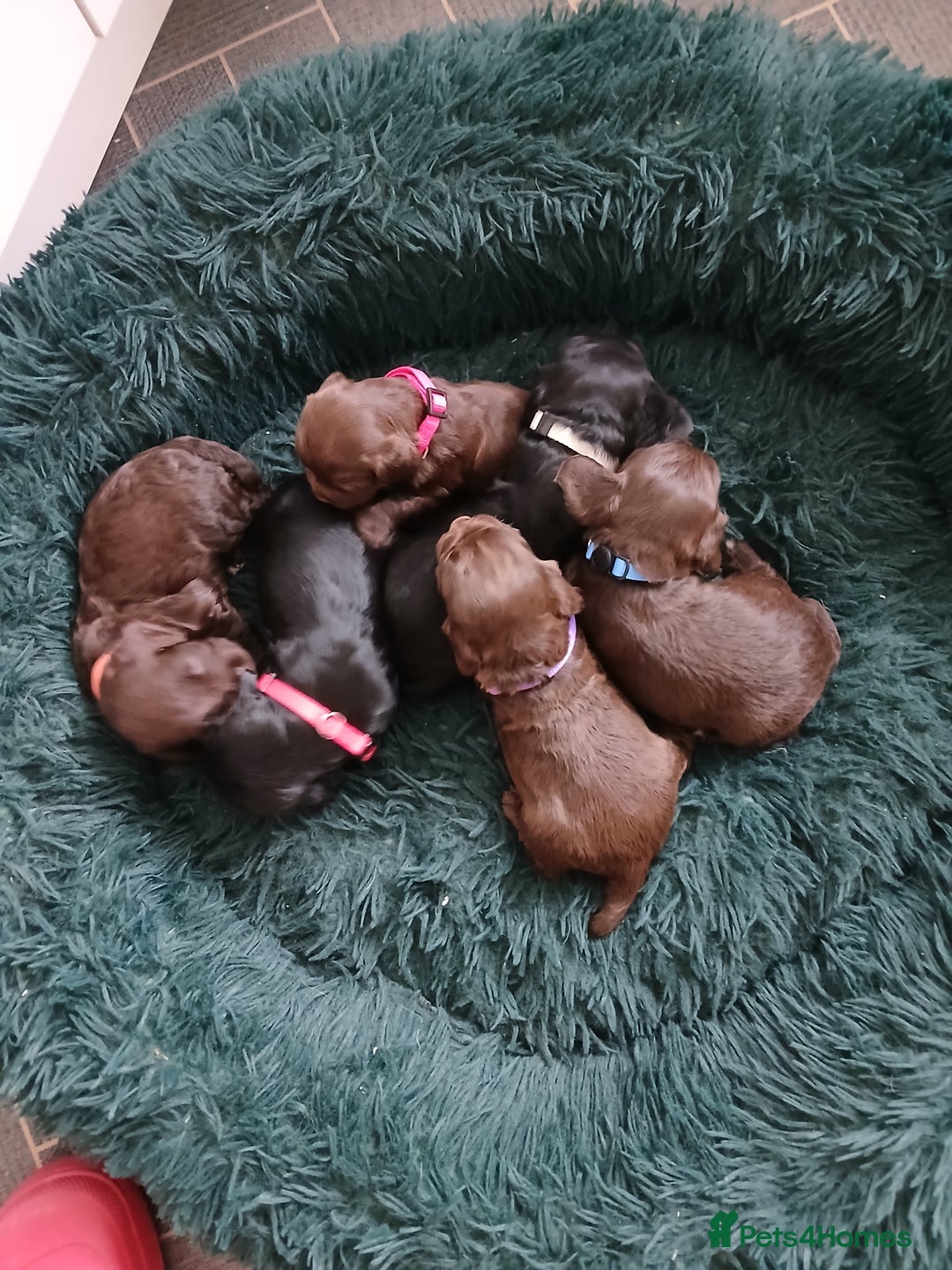 Cocker Spaniel dogs for sale: Cocker spaniel puppies - Advert 4