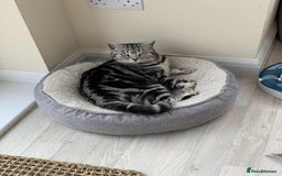 British Shorthair cats for sale: Two Stunning British Short Hair Silver Tabby - Image 5