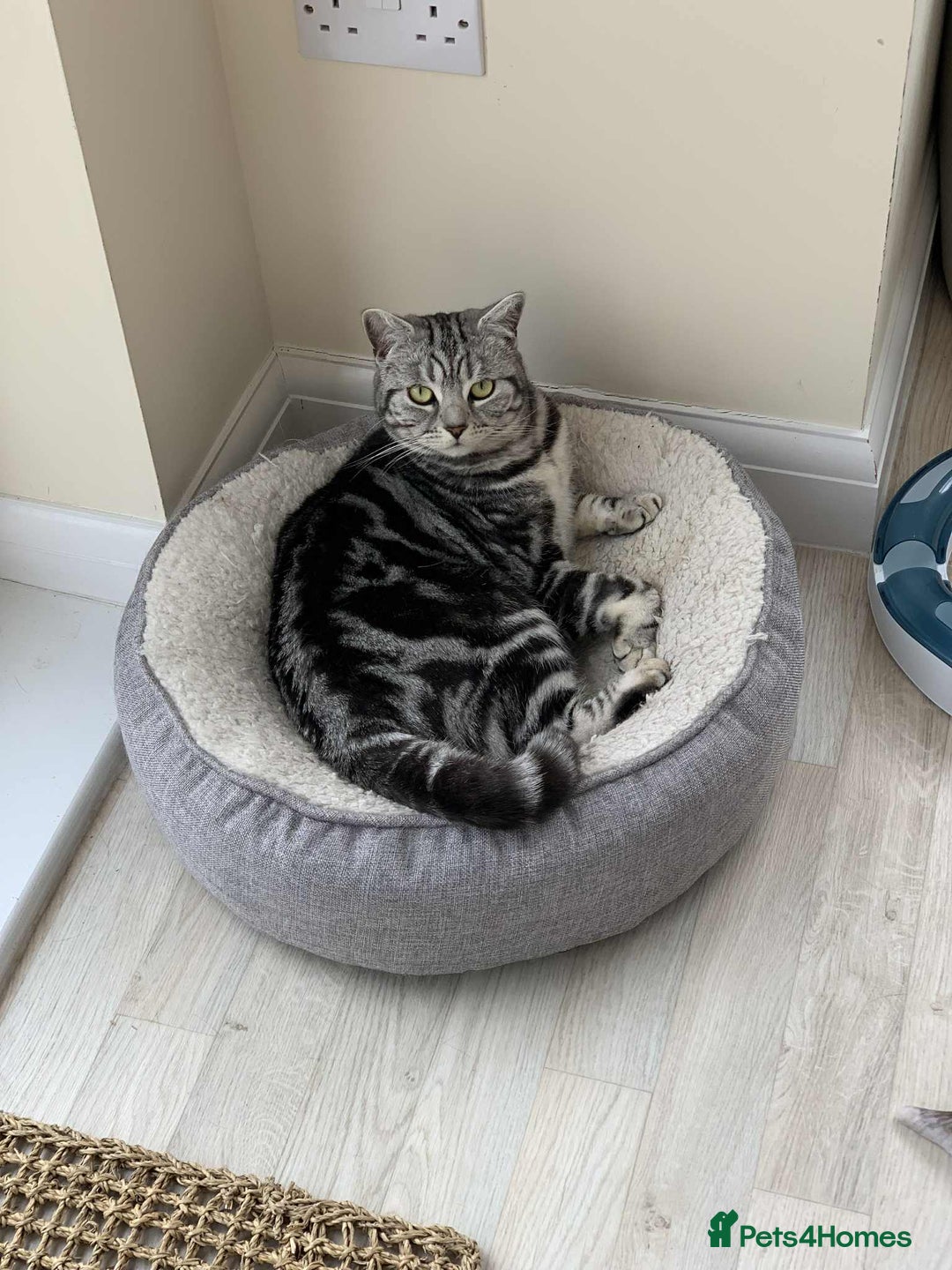 British Shorthair cats for sale: Two Stunning British Short Hair Silver Tabby - Image 5