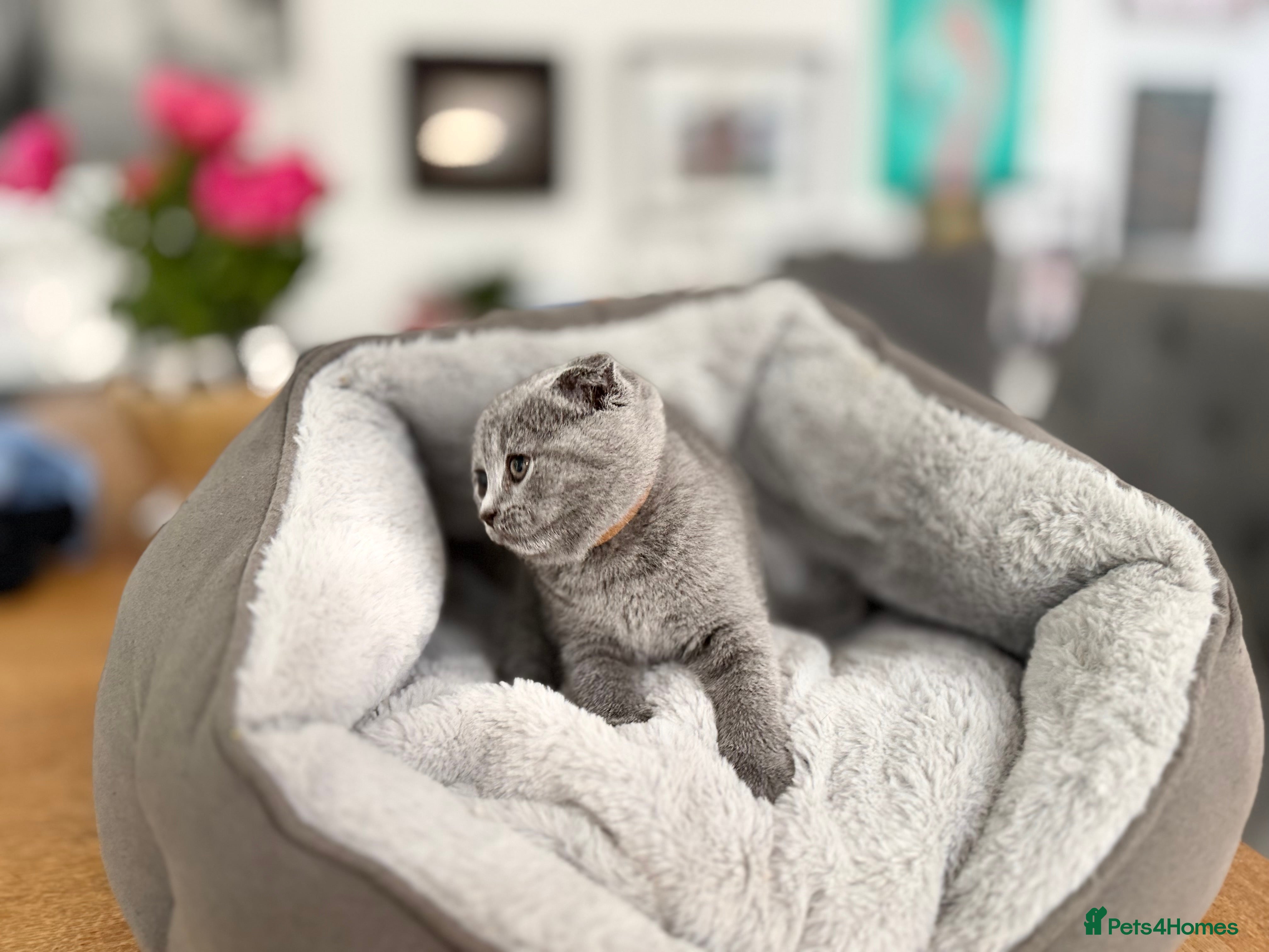 Scottish Fold cats for sale: 5 beautiful Scottish Fold’s kittens  - Advert 13