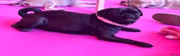 Pug dogs for sale: Kc registered pug puppies  - Advert 6
