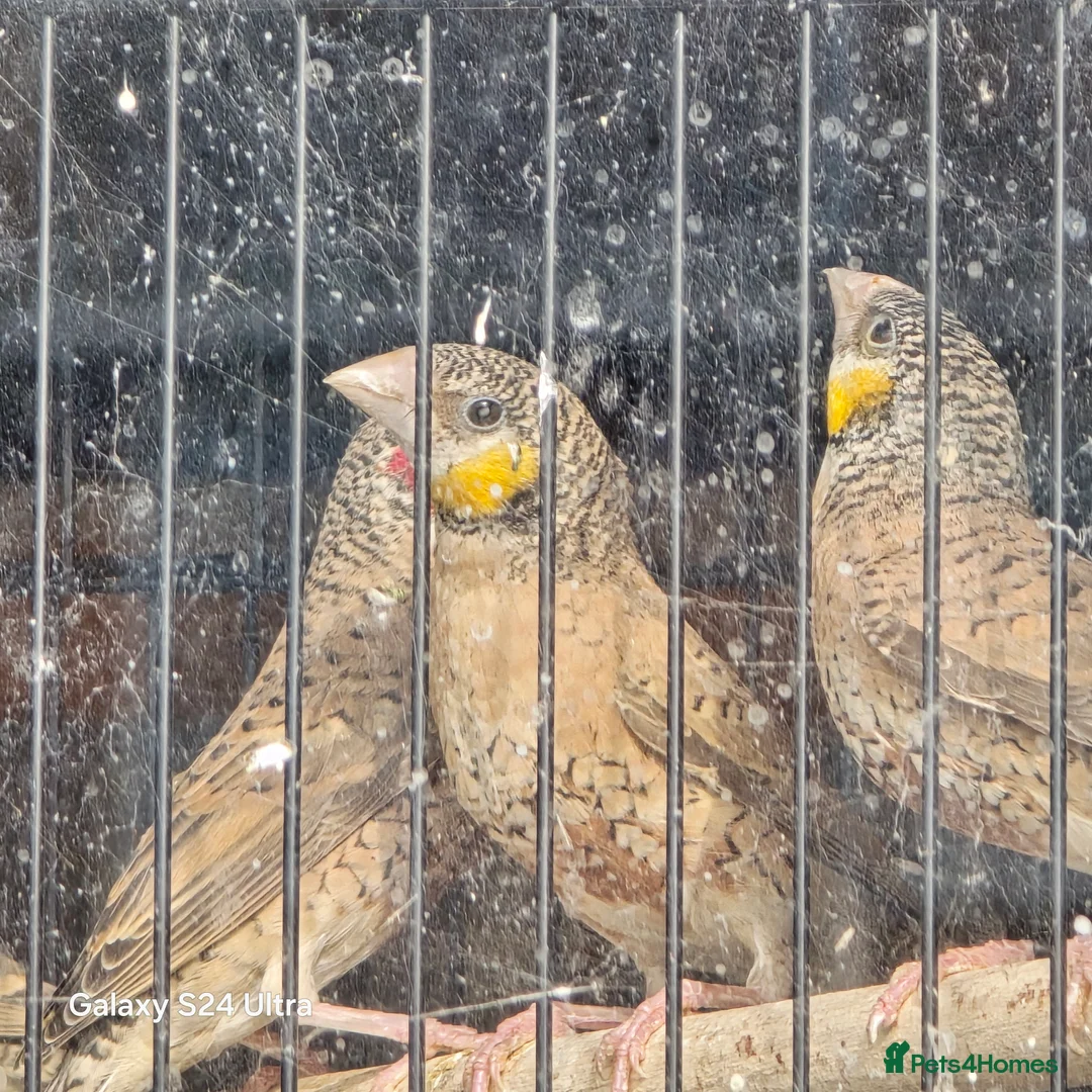 Finches birds for sale: Cut throat finches  in Lowestoft - Advert 2