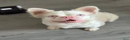 French Bulldog dogs for stud: ❤️ PINK FLUFFY STUD, KC REGISTERED ♥️  - Advert 3