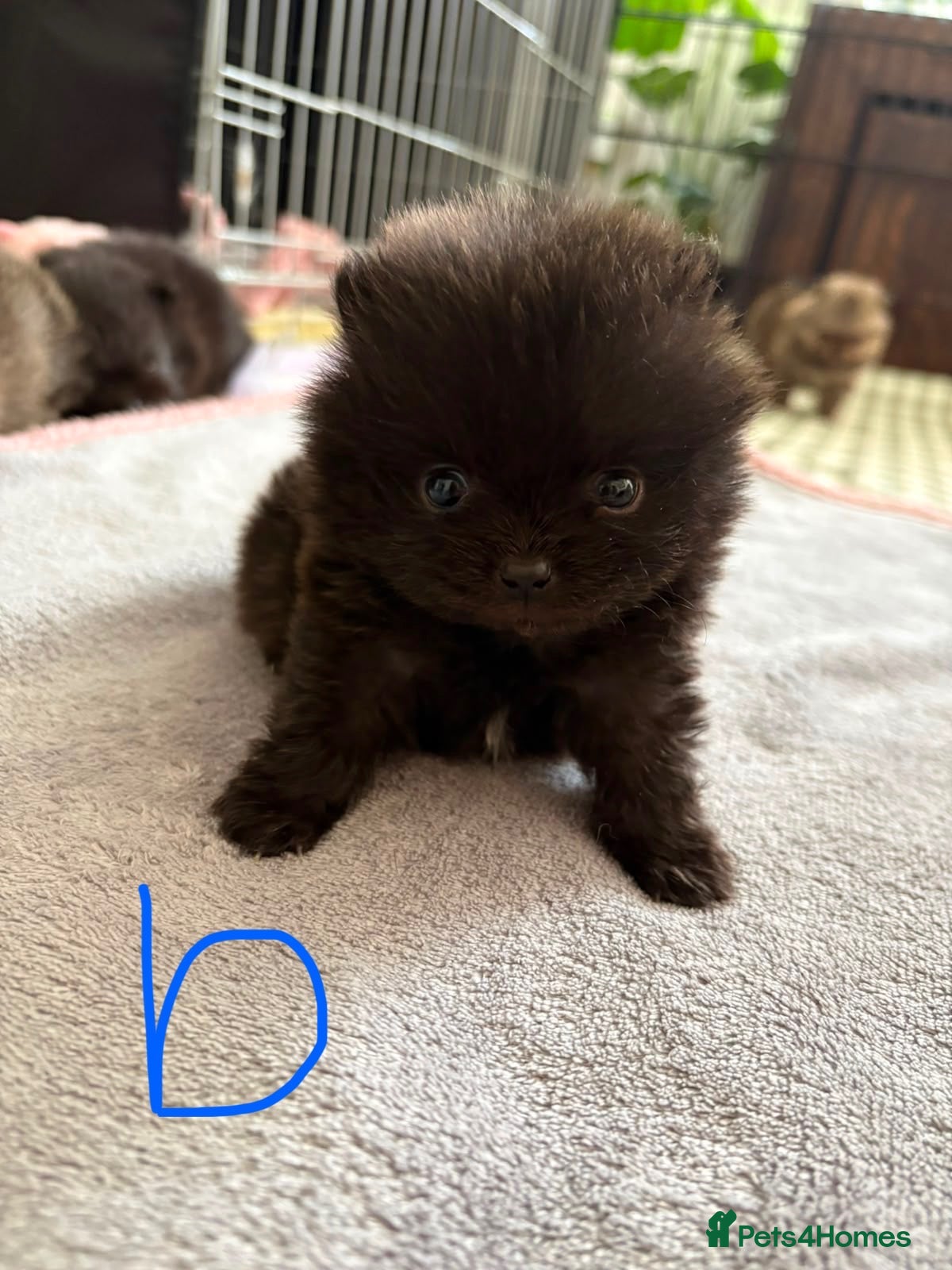 Pomeranian dogs Pomeranian puppies available for loving homes 💙💗 - Advert 10
