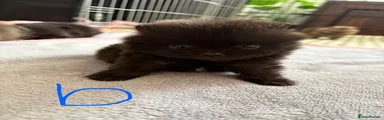 Pomeranian 2