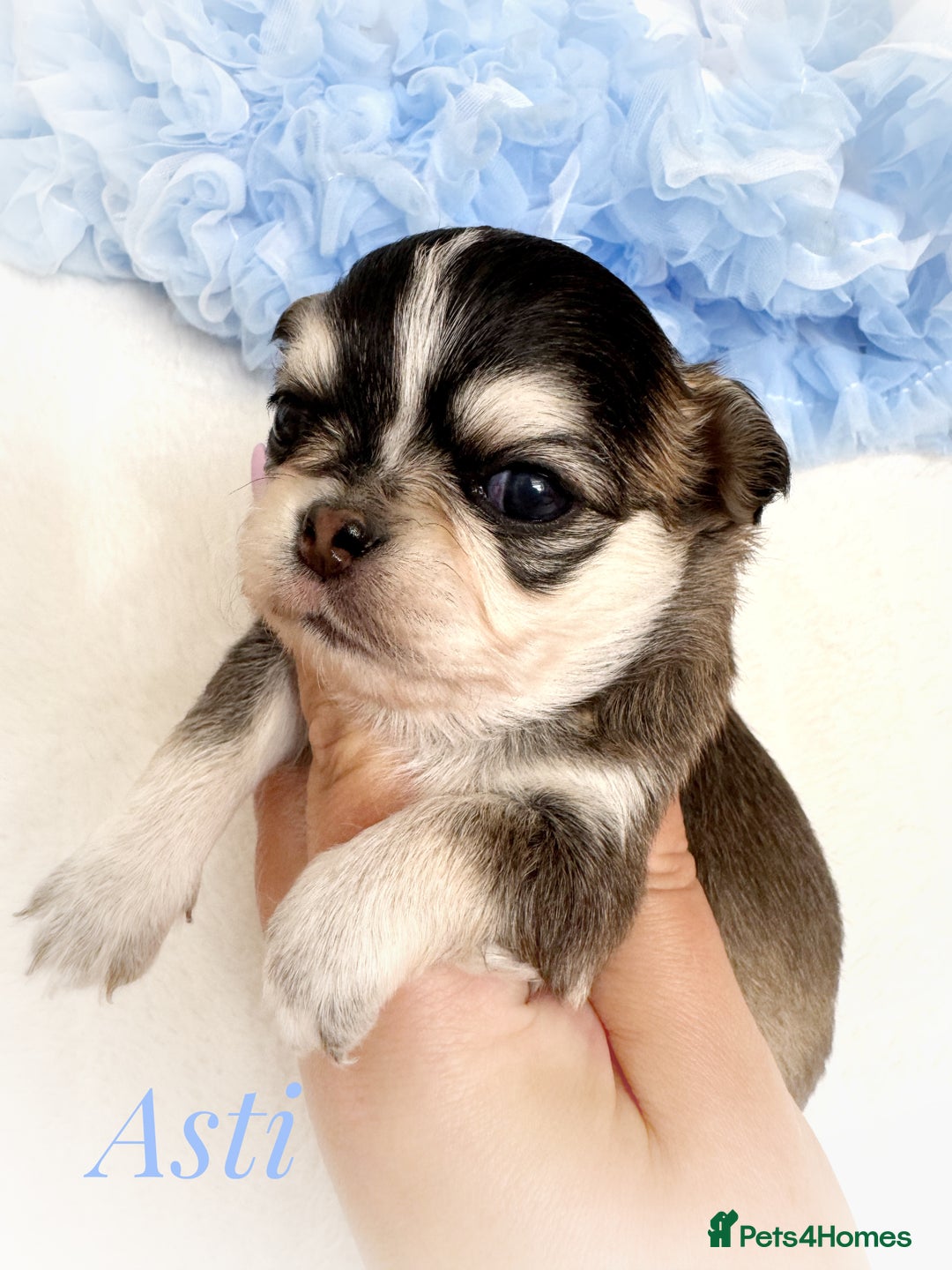 Chihuahua dogs for sale: KC rare husky marking chihuahua puppies Thai lines - Image 3