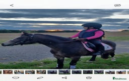 Welsh Section A horses for sale: Welsh Section A Mare Lead Rein pony - Image 5