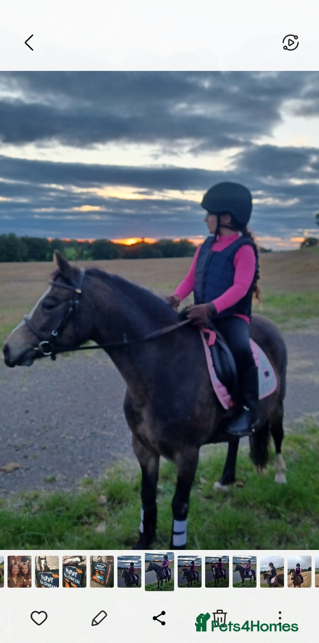 Welsh Section A horses for sale: Welsh Section A Mare Lead Rein pony - Image 5