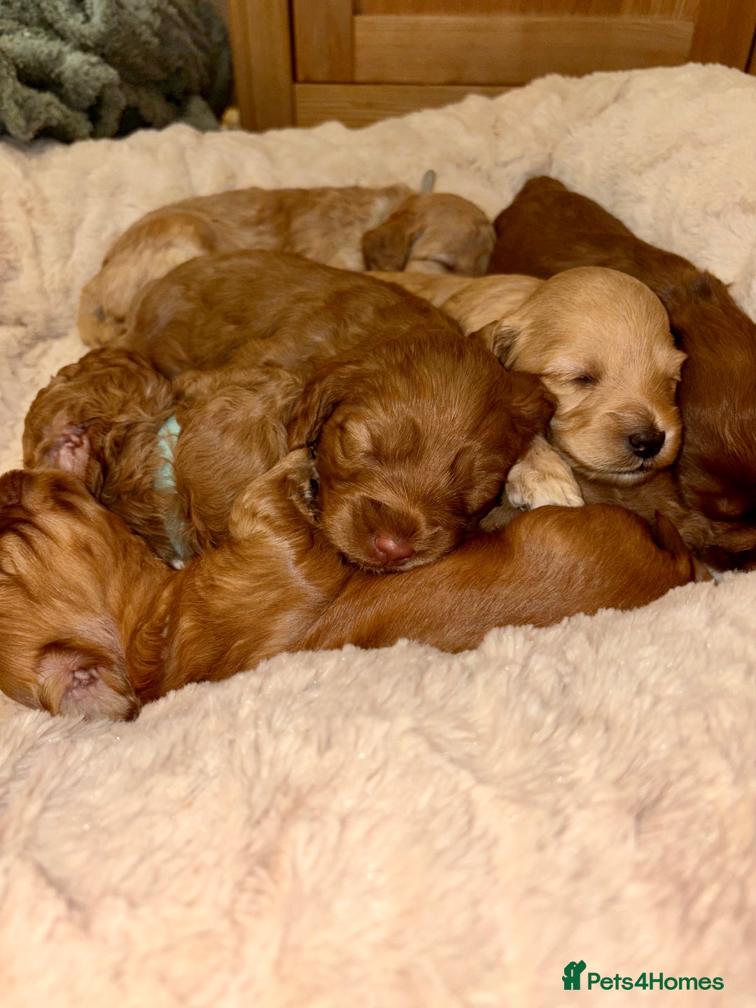 Cockapoo dogs for sale: Beautiful F2 Cockapoos - 5 boys left  - Advert 14