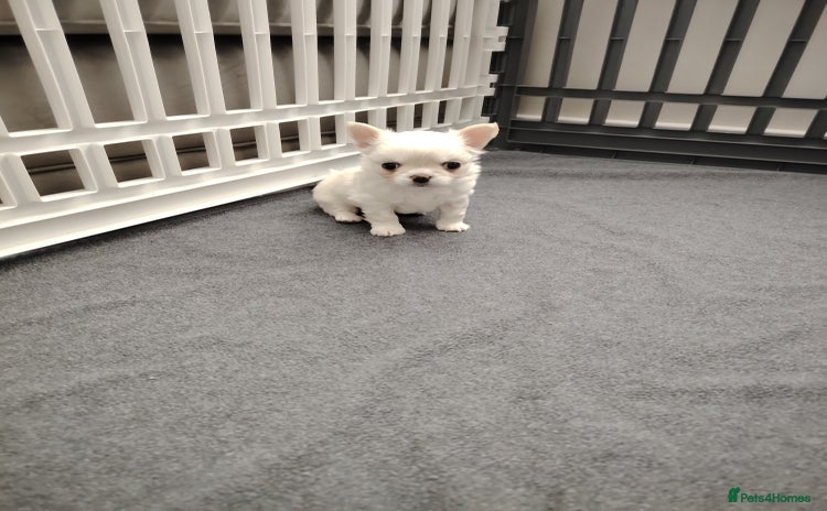 Chihuahua dogs Kc registered cream LC girl available  - Advert 8