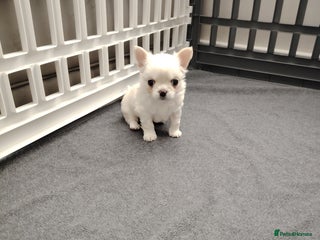 Chihuahua dogs Kc registered cream LC girl available - Advert 6