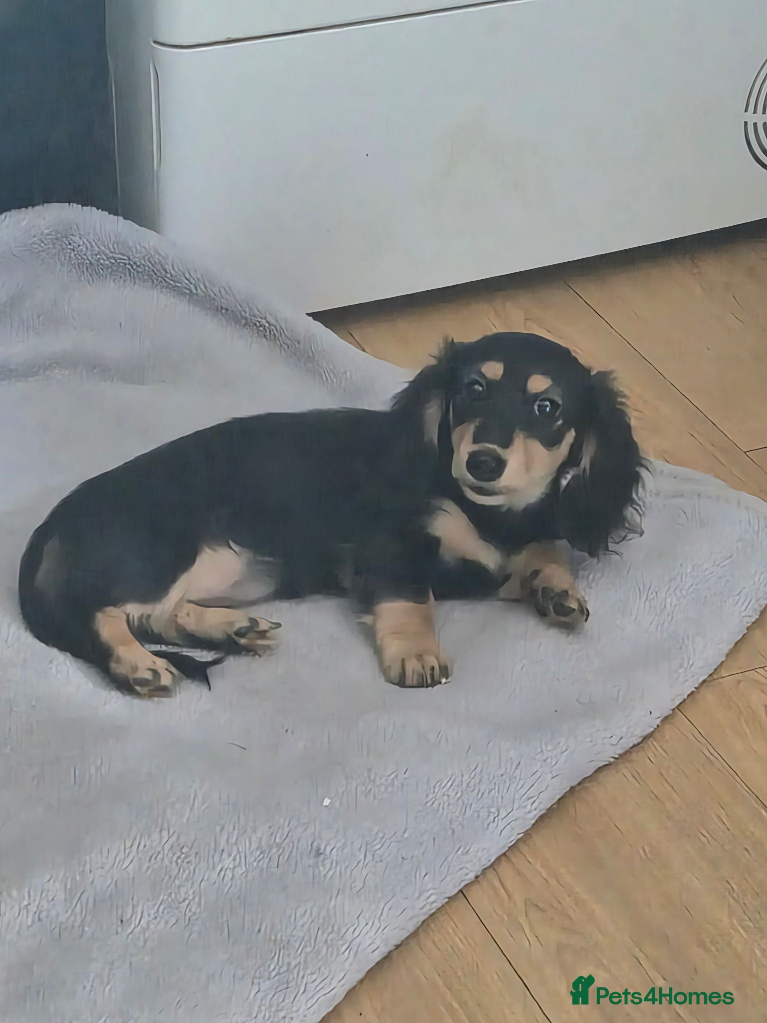 Miniature Dachshund dogs Longhair miniature daschund  - Advert 2