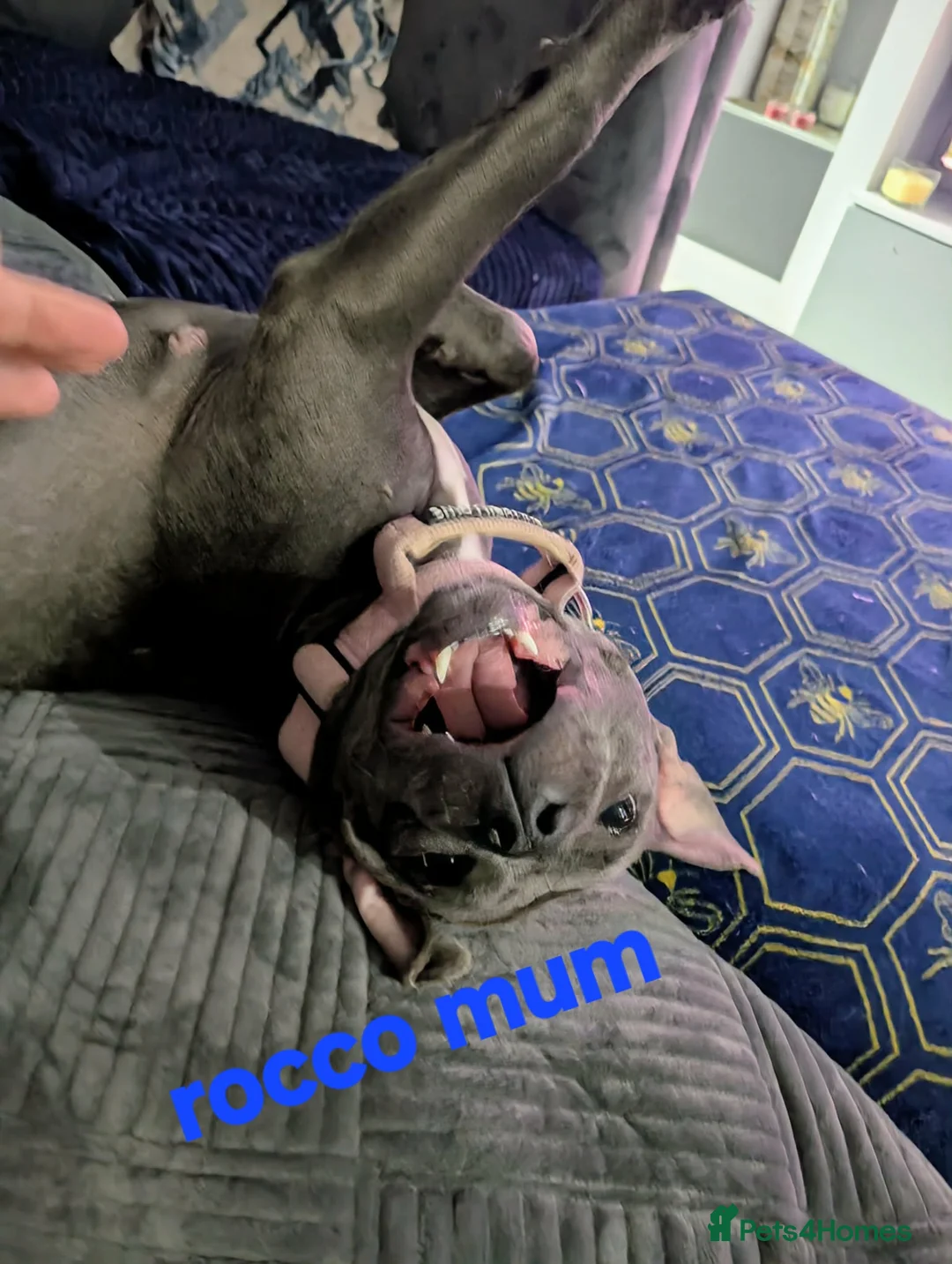 Staffordshire Bull Terrier dogs for sale: Blue staffie  - Advert 9