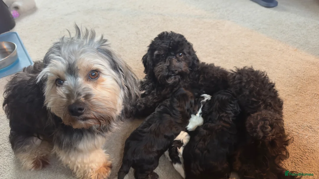 Yorkiepoo dogs for sale: Beautiful yorkiepoo puppies  - Advert 2