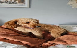 Toy Poodle dogs for sale: Leo sweet boy - Image 10