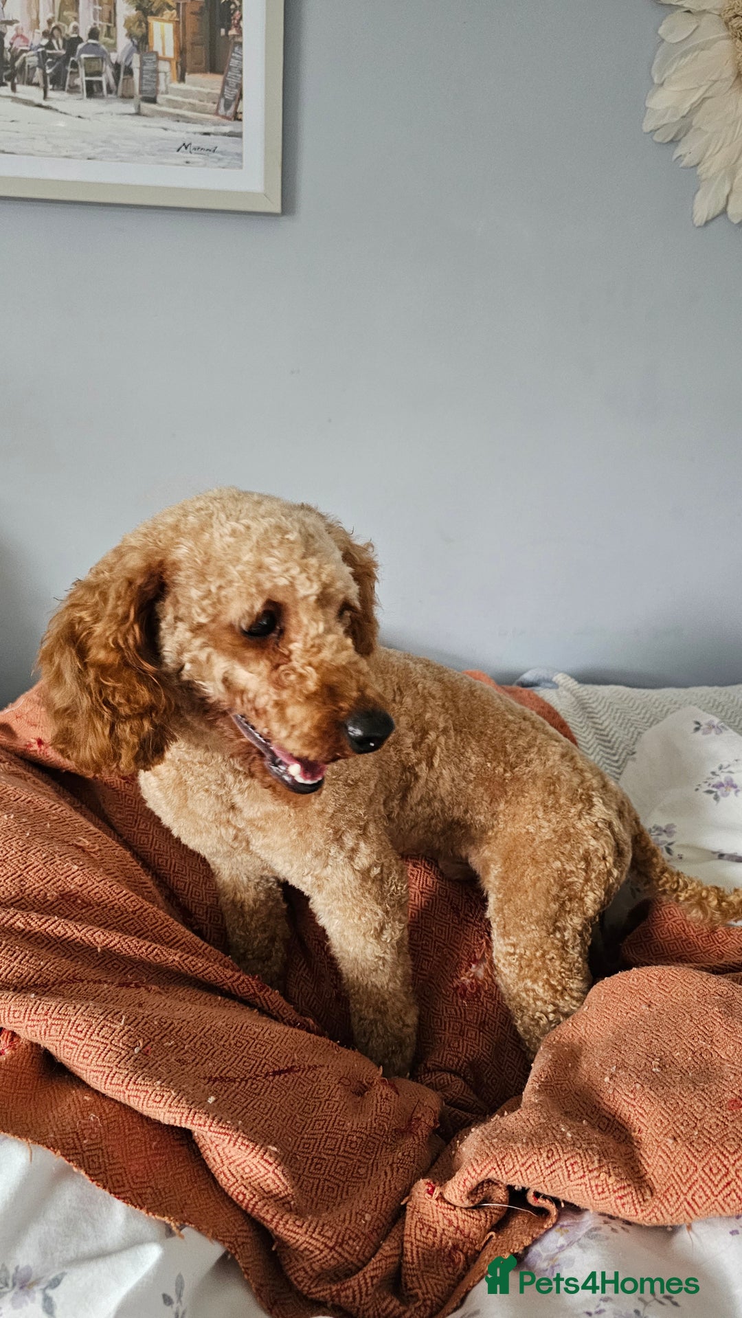 Toy Poodle dogs for sale: Leo sweet boy - Image 10