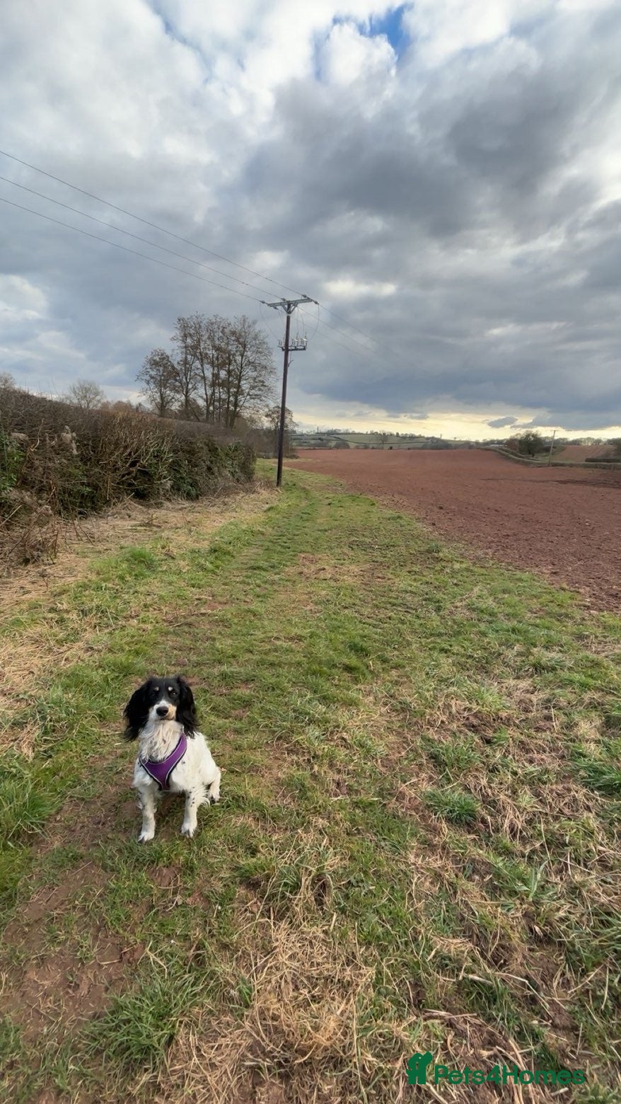 Sprocker dogs Beautiful 2 year old sprocker. - Advert 7