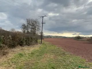 Sprocker dogs Beautiful 2 year old sprocker. - Advert 12