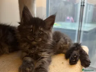 Maine Coon cats Champion blood line mainecoon kittens - Advert 4