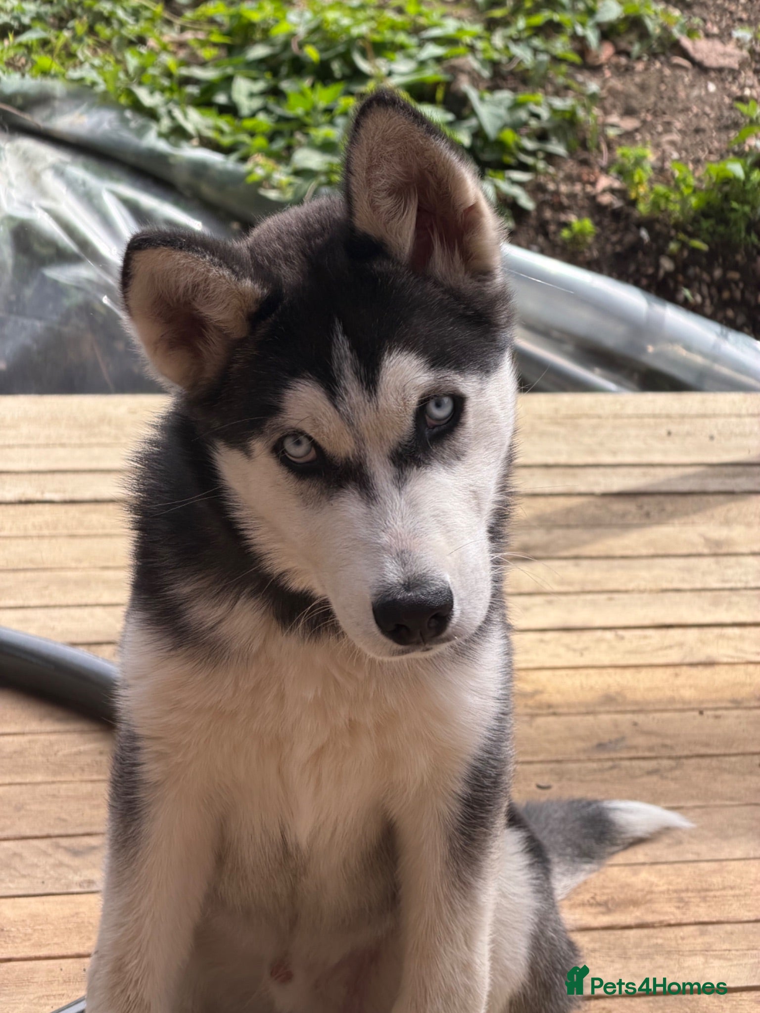 Siberian Husky dogs Stunning Siberian Husky Male Puppy - Advert 1