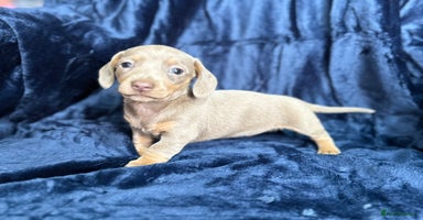 Miniature Dachshund dogs - Advert 4