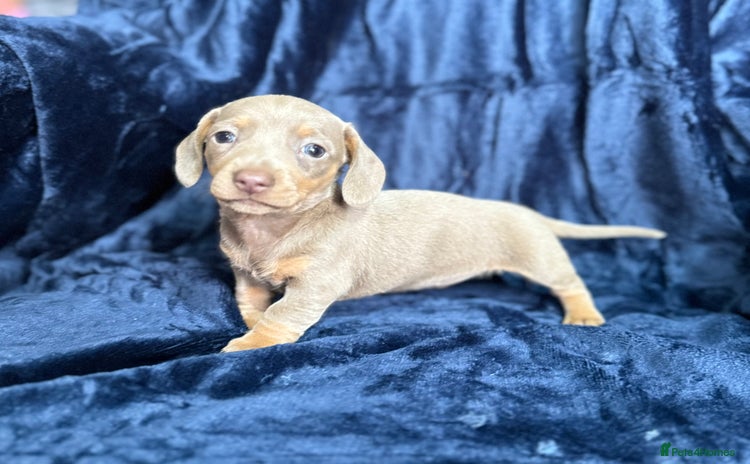 Miniature Dachshund dogs - Advert 2