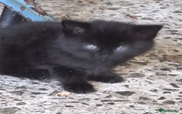 Mixed Breed cats for sale: Halloween kittens for sale. - Image 2