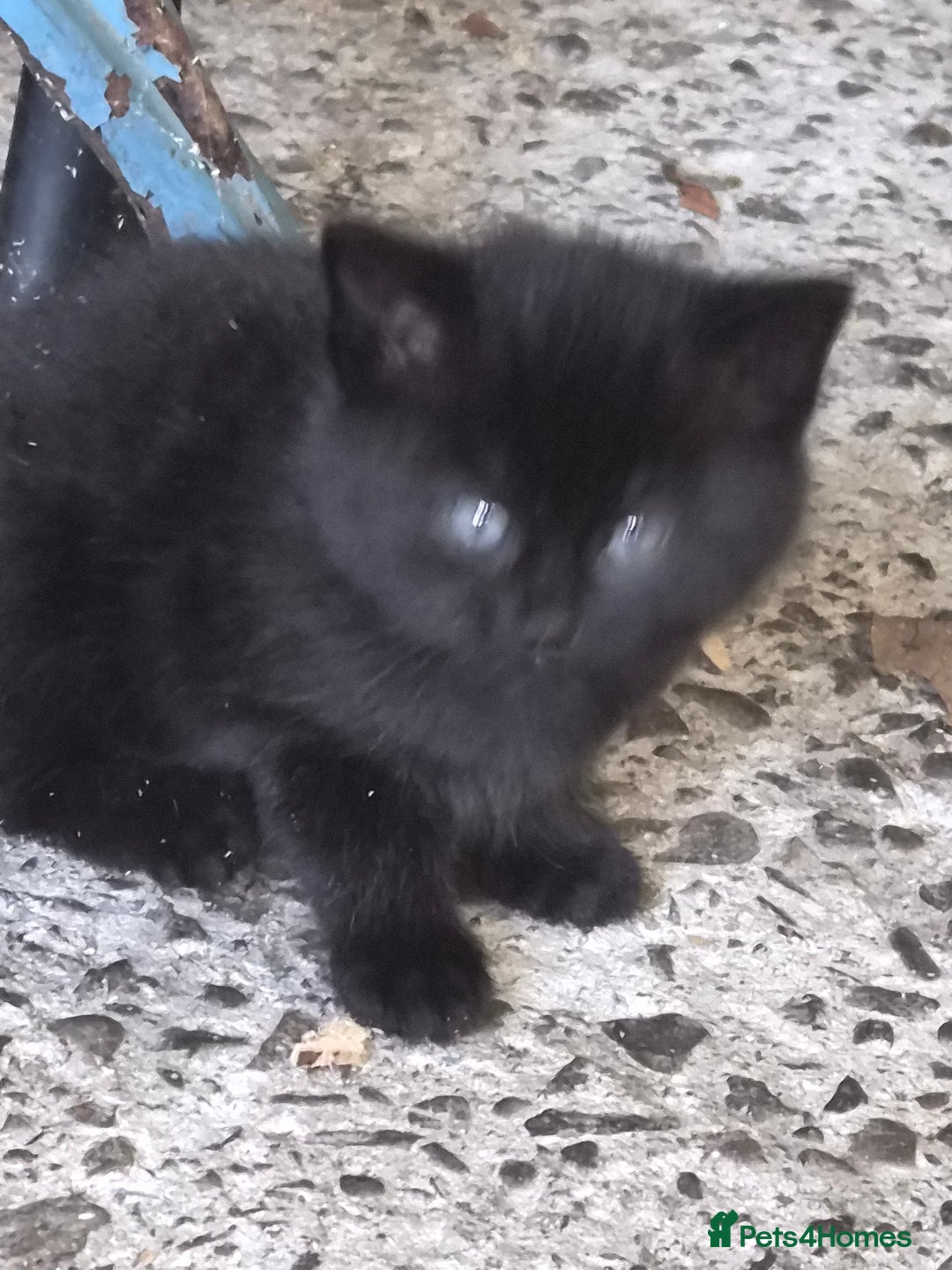 Mixed Breed cats for sale: Halloween kittens for sale. - Image 2