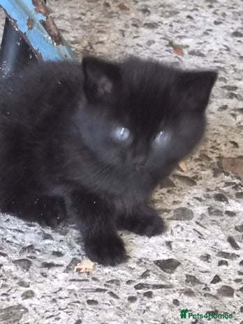 Mixed Breed cats - Advert 11