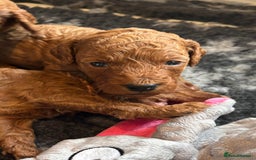 Cockapoo dogs for sale: Stunning Fox Red F1B Cockapoos Outstanding Quality - Image 16
