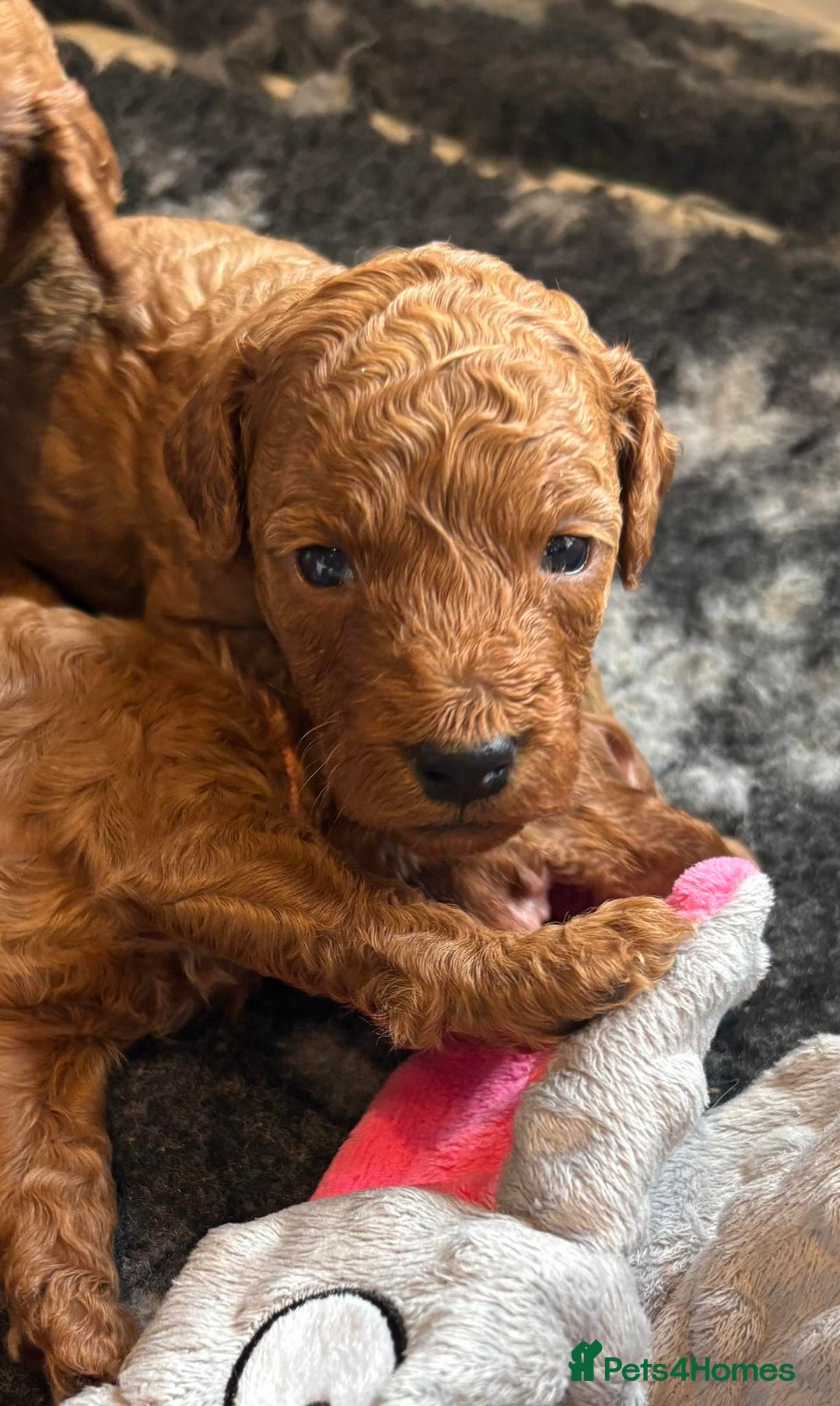 Cockapoo dogs for sale: Stunning Fox Red F1B Cockapoos Outstanding Quality - Image 16