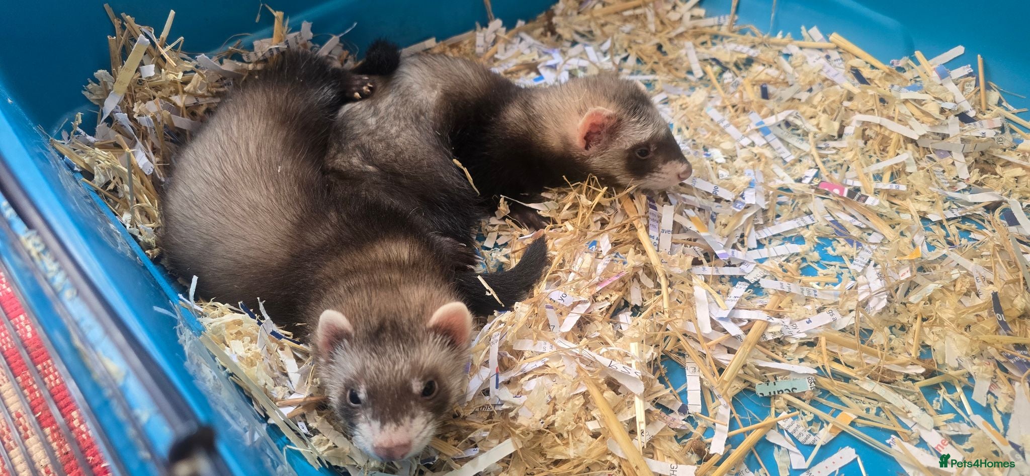 Ferret rodents Half micro ferrets males and females - Advert 18