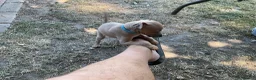 Italian Greyhound dogs for sale: Gorgeous Kc reg Italian greyhound  - Advert 14