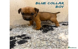 Lakeland Terrier dogs for sale: Lakeland terrier puppies  - Image 5