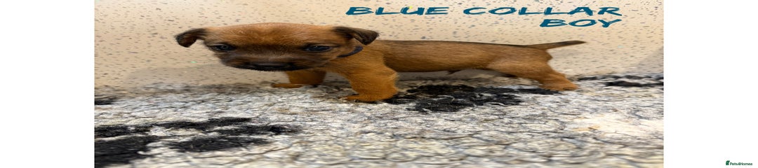 Puppy 2 Blue collar boy 