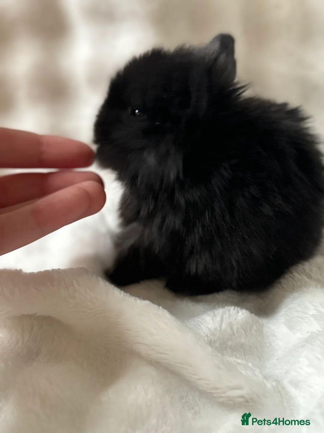 Mini Lop rabbits for sale: Beautiful Pure Bred Mini Lops - Advert 5