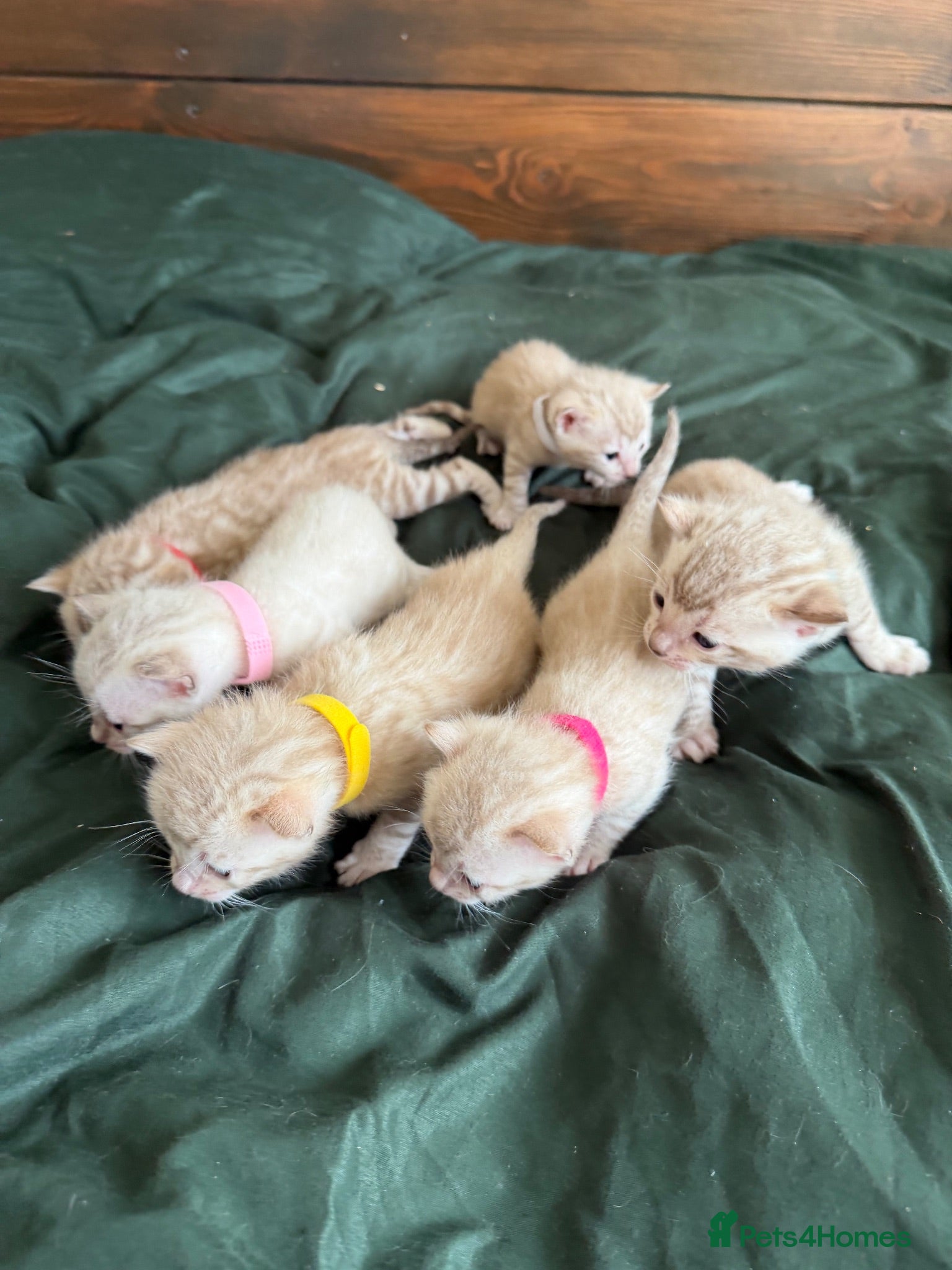 Bengal cats Active TICA Albino-Snow Lynx Bengal Kittens 🏆 - Advert 2