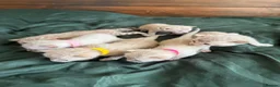 Bengal cats for sale: Albino & Snow Lynx Bengal Kittens, TICA Regs - Advert 16