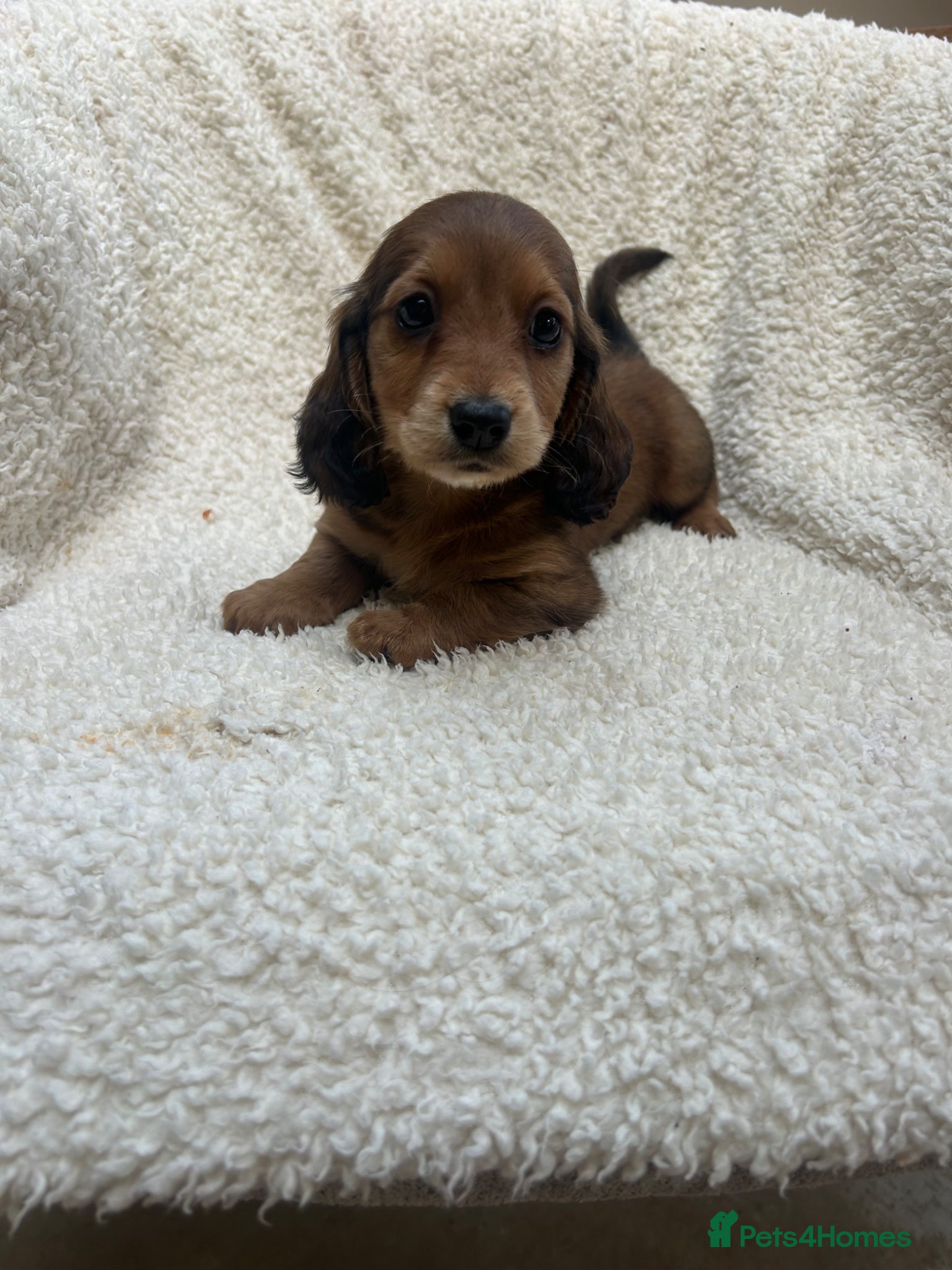 Miniature Dachshund dogs ***mini dachshunds*** - Advert 3