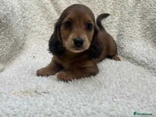 Miniature Dachshund dogs ***mini dachshunds*** - Advert 3