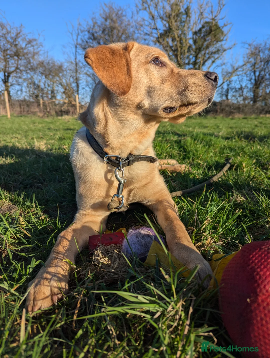 Labrador Retriever dogs for sale: Gorgeous therapy dog prospect  - Advert 1