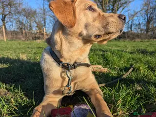 Labrador Retriever dogs Gorgeous therapy dog prospect - Advert 3