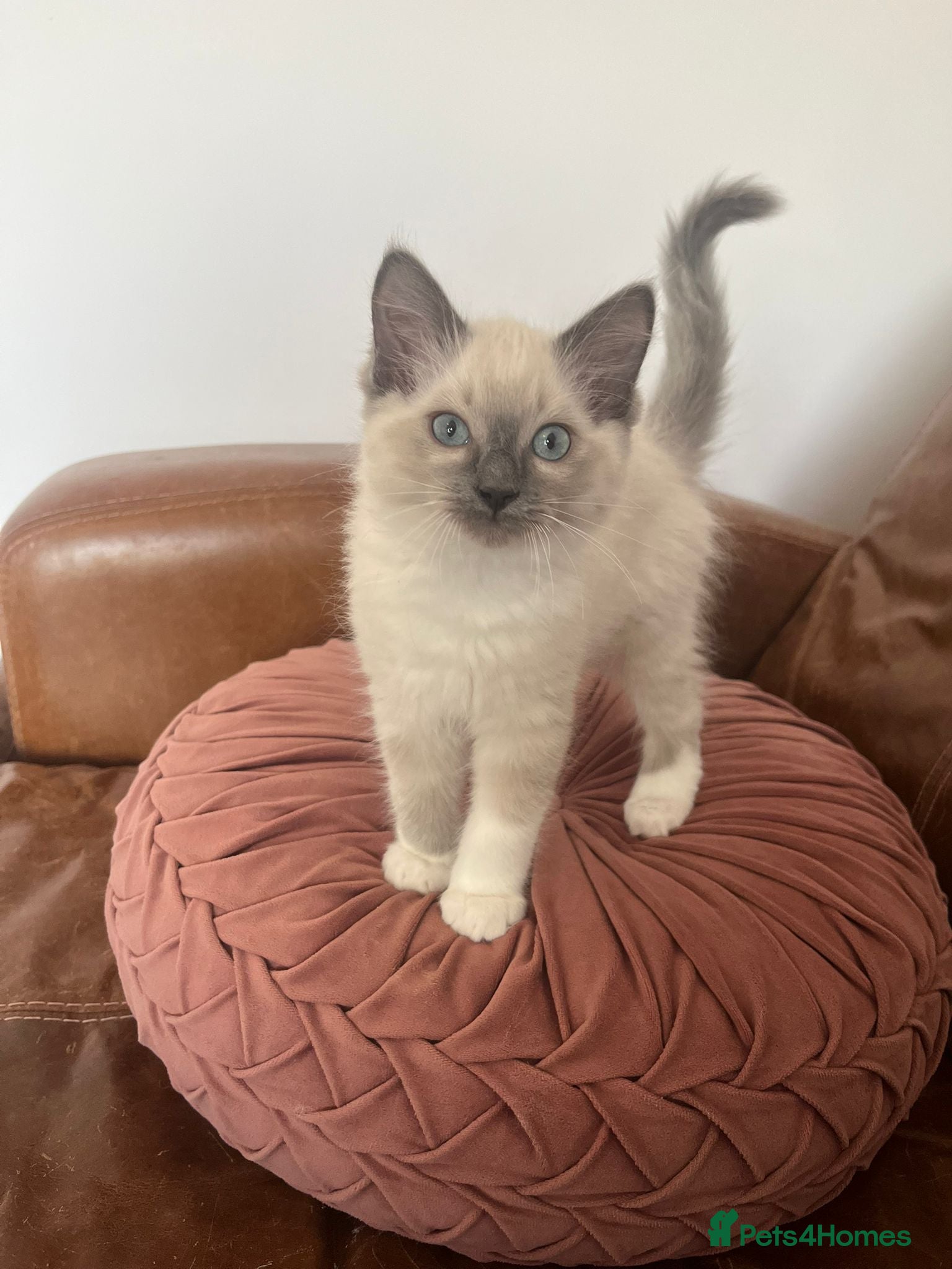 Ragdoll cats Adorable Ragdoll Kittens Ready Now - Advert 1